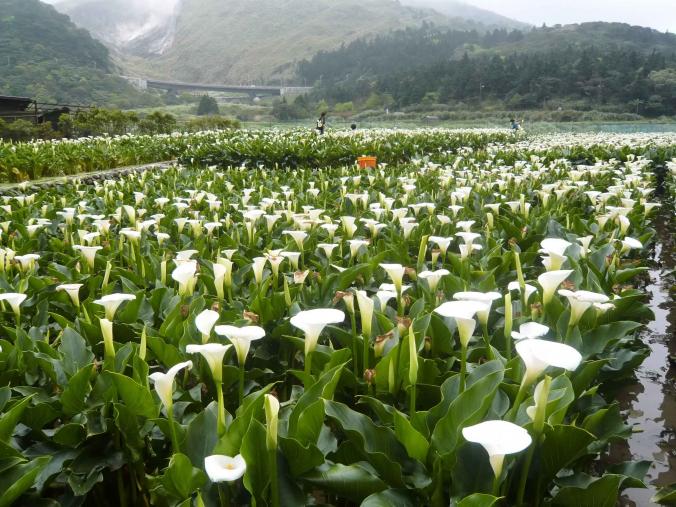 Zhuzihu 竹子湖 Guide To Taipei Com