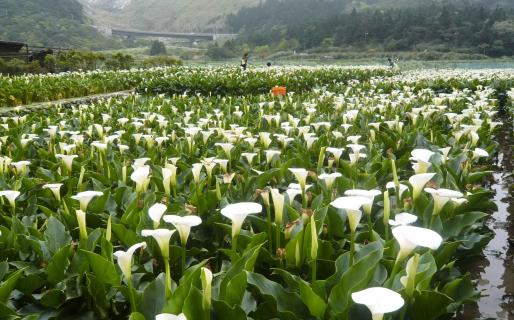 Zhuzihu Calla Lilies (竹子湖海芋)