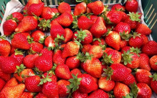 Strawberry Picking at Dahu (苗栗大湖採草莓)