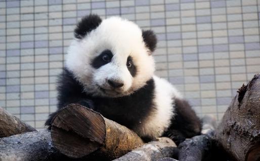 Taipei Zoo (台北動物園)