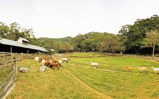 Flying Cow Ranch (飛牛牧場)