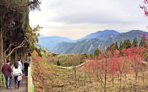Qingjing 487-Step Trail (清境步步高昇步道, Trail #6)
